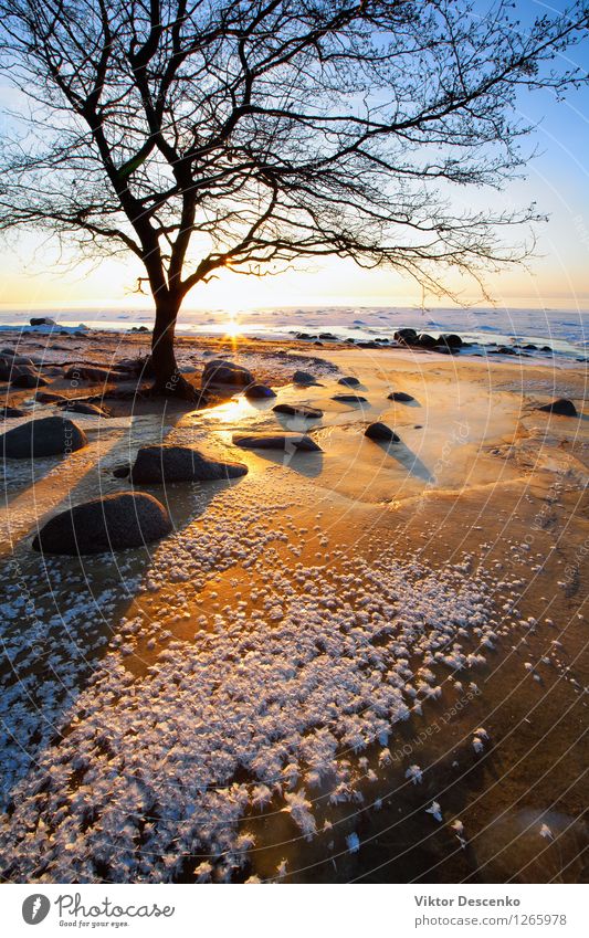 Baum nahe den Steinen auf einem gefrorenen roten Sand schön Erholung Ferien & Urlaub & Reisen Sonne Strand Meer Winter Schnee Natur Landschaft Himmel Horizont
