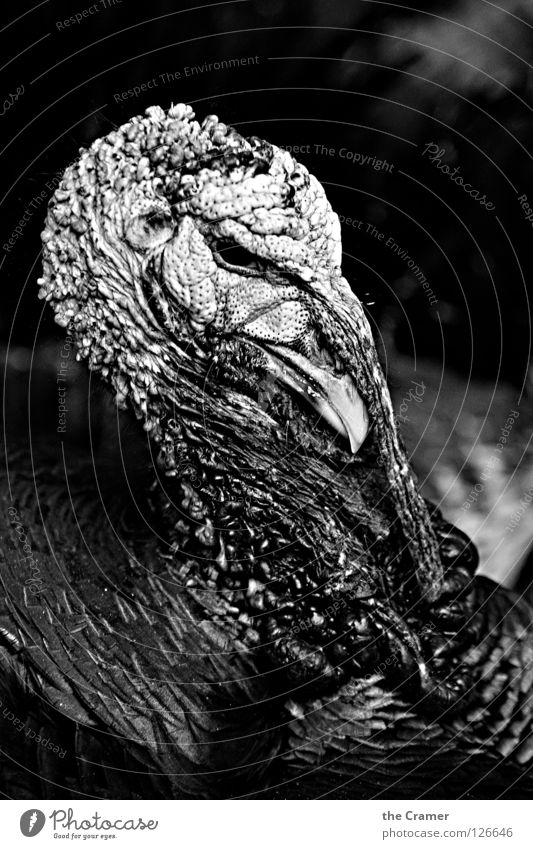 Die Angst vor Thanksgiving 2 Truthahn Pute Vogel Tier Landwirtschaft Ernährung Feiertag Schwarzweißfoto Ackerbau Tierhaltung Freiland Lebensmittel