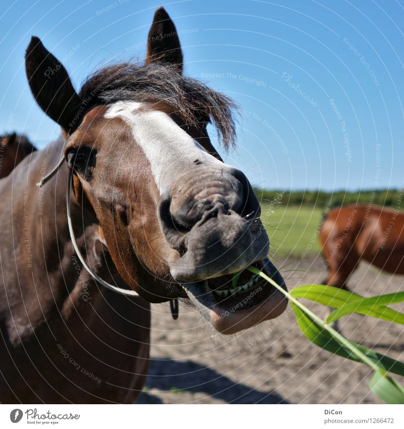 Her damit! Pferd 1 Tier Essen Fressen füttern frech blau braun grün Farbfoto Außenaufnahme Tag Schwache Tiefenschärfe Tierporträt