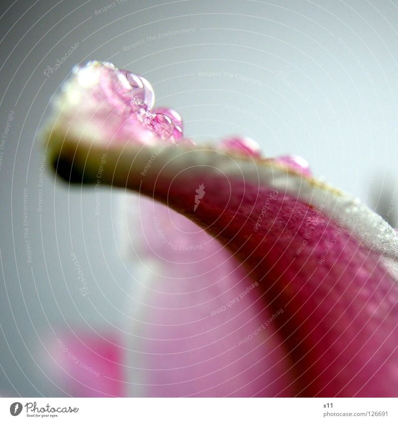 LillyPerl Lilien Blume Blüte Blütenblatt Detailaufnahme rosa weiß grün geschwungen gekrümmt wellig Schwung elegant schön Pflanze Vergänglichkeit glänzend Regen