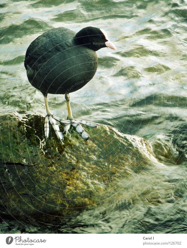 überdimensional grosse Füsse Vogel groß stehen schwarz grün Sturm Schnabel Wellen wellig See Meer Seeufer Feder Schwimmhilfe Rettung Sicherheit dunkel Blässhuhn