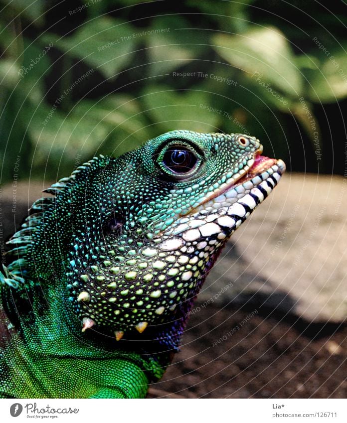 Exot 2 exotisch Zoo außergewöhnlich Farbe Agamen Wasseragame Echsen Drache Reptil Dinosaurier Leguane Zunge Stachel mehrfarbig Detailaufnahme Blick grün Kopf
