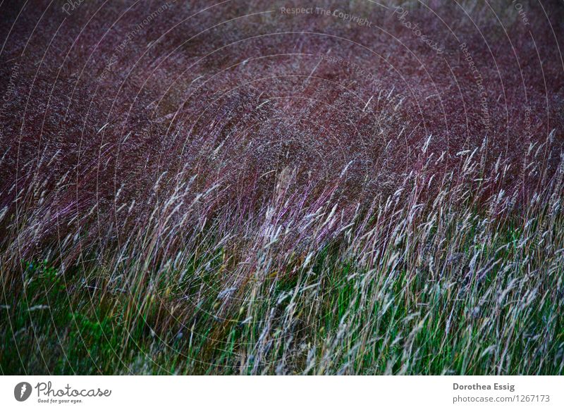 Gräser im Wind Natur Pflanze Sommer Gras rosa Gräserwiese Wiese Insel Spiekeroog Blühend ruhig Stimmung Farbfoto Außenaufnahme Nahaufnahme Menschenleer Morgen