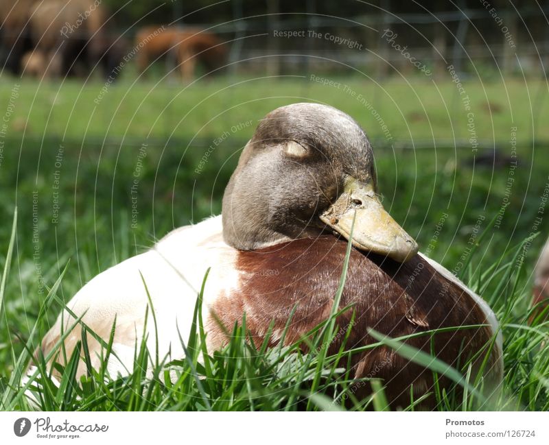 Sitting Duck Natur Vogel schlafen träumen Zufriedenheit Außenaufnahme Tier Zoo sitting duck lazy Ente Faulheit Nahaufnahme zutraulich