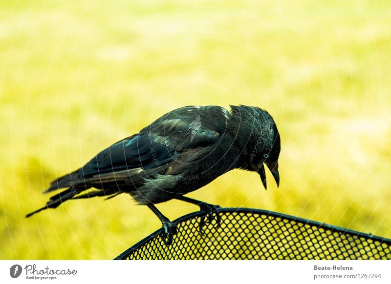 Ausflug beendet Umwelt Natur Sommer Tier Vogel Erholung ästhetisch grün schwarz Gefühle Freude Zufriedenheit einzigartig elegant Geschwindigkeit Pause fliegen