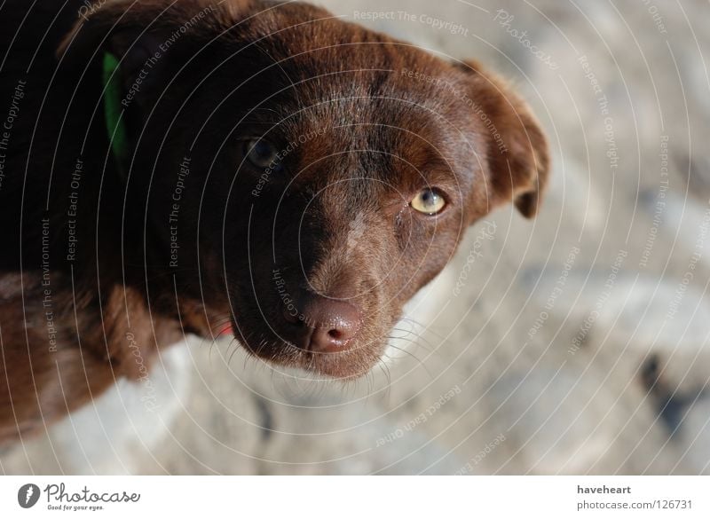 Glance / der Blick / Spojrzenie Hund Tier tierisch rot Säugetier glance Stil dog animal red eyes brown Auge