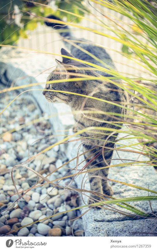 Katze Lola Garten Haustier 1 Tier Neugier braun grau grün Wachsamkeit beobachten Stein Farbfoto Außenaufnahme Menschenleer Tag Tierporträt Hauskatze Fell Blick