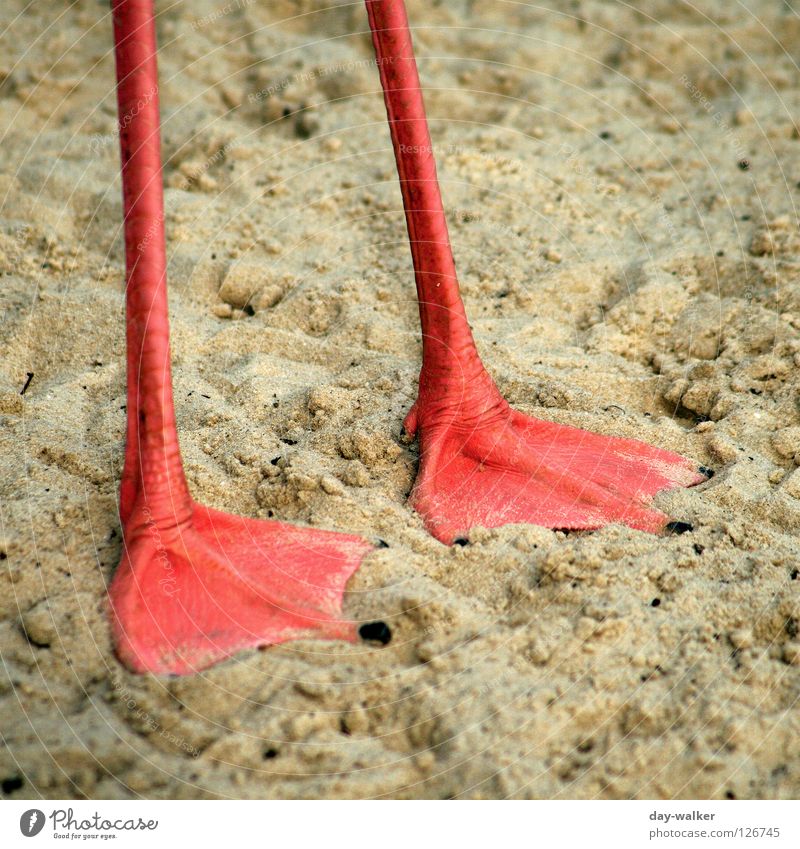 Auf schlanken Füßen Flamingo Vogel Tier dünn rot Asymmetrie Säugetier Fuß Beine Pfosten Schwimmhilfe schwimmhäute erstaunt Sand Bodenbelag Natur Schatten