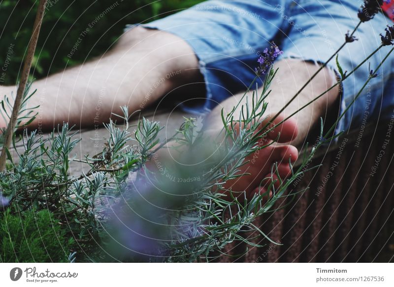 Das ist Sommer! Mann Erwachsene Beine Fuß 1 Mensch Schönes Wetter Lavendel Garten Shorts Stein Holz genießen liegen einfach natürlich blau braun grün Gefühle