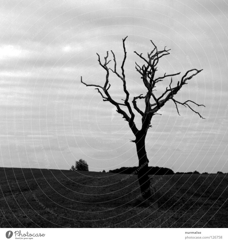 Dark Day Baum Tod Holz morsch laublos Einsamkeit dunkel Stimmung Feld Mecklenburg-Vorpommern Richtung Himmelsrichtung Osten grau schwarz analog Mittelformat