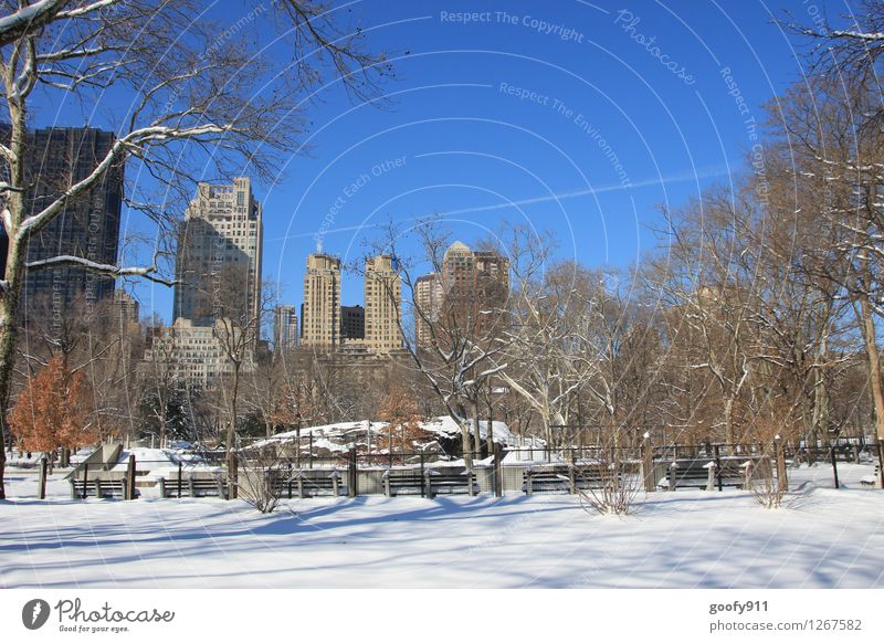 NEW YORK 11 Natur Schönes Wetter Eis Frost Schnee Park New York City Central Park Sehenswürdigkeit blau weiß Fernweh Ferien & Urlaub & Reisen Farbfoto