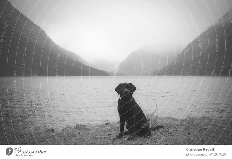 ... Angeln Wassersport Natur Landschaft Tier Frühling Herbst Nebel Regen Berge u. Gebirge Wellen Seeufer Hund 1 ruhig Schwarzweißfoto Außenaufnahme