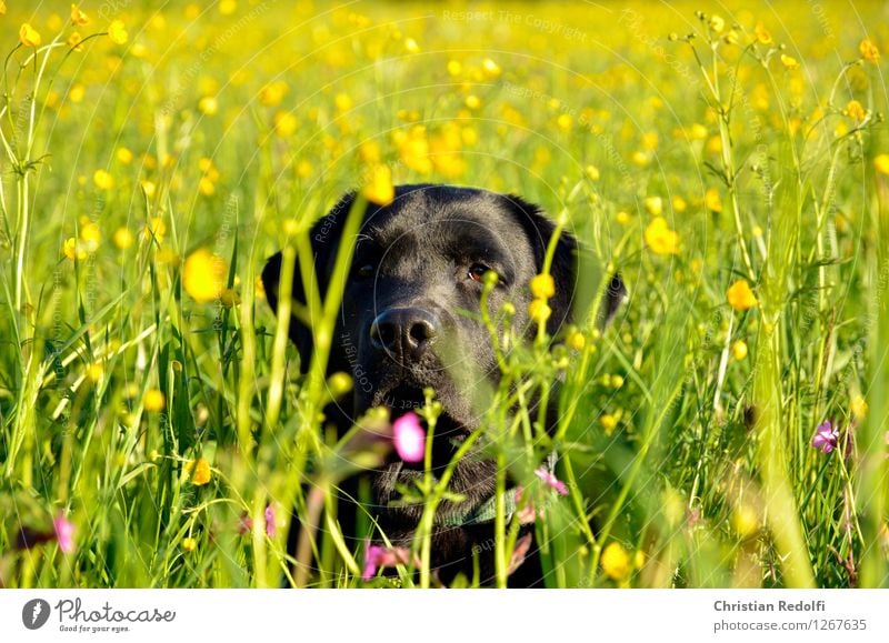 Sommerwiese Natur Landschaft Pflanze Wiese Tier Haustier Hund 1 Farbfoto mehrfarbig Außenaufnahme Tag Zentralperspektive Blick