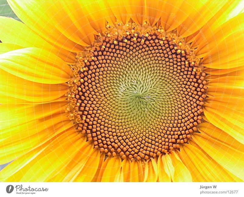 Sonnenblume gelb Blüte Blatt Natur Nahaufnahme sunflower bloom sheets