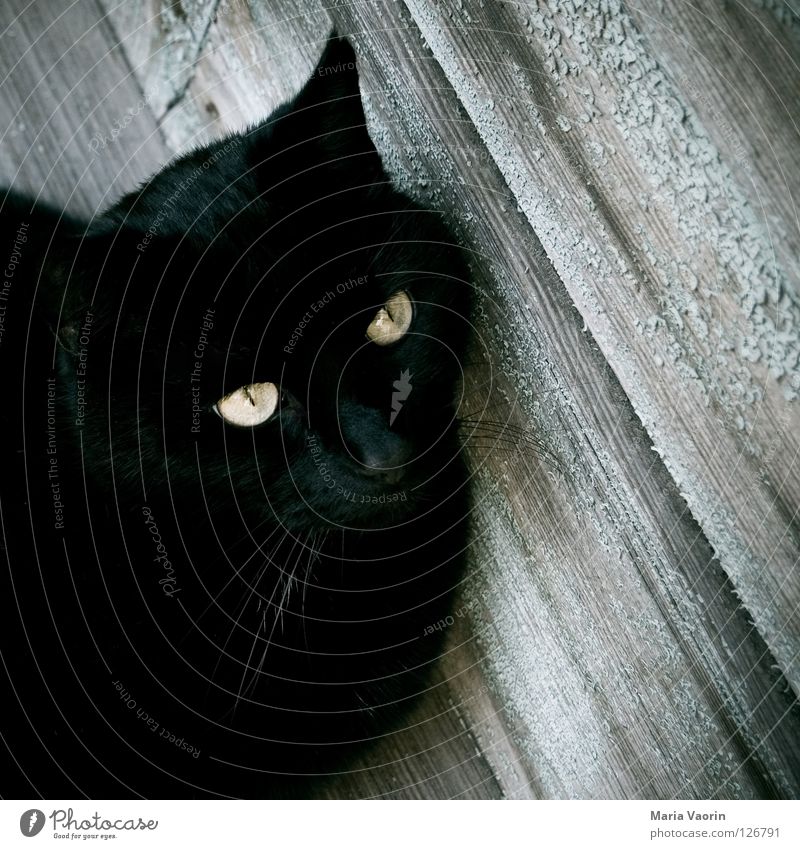 wartend Katze Miau Schnurren fauchen schwarz Haustier Tier Leopard Schnurrhaar Säugetier Hauskatze mietze miezekatze Katzenauge Auge