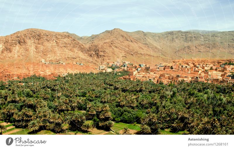 Oase Marokko II Umwelt Natur Landschaft Pflanze Sand Himmel Wolken Horizont Sommer Klima Wetter Schönes Wetter Dürre Baum exotisch Palme Wald Hügel