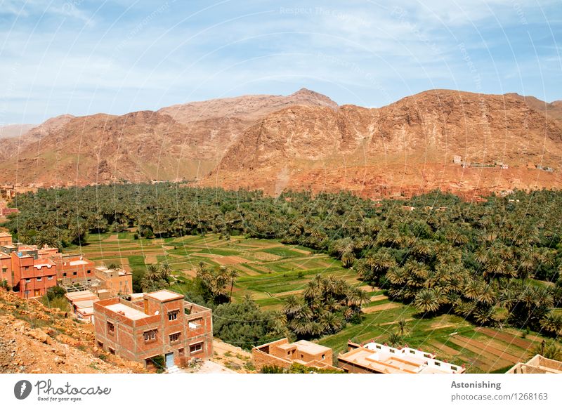 Oase Marokko III Umwelt Natur Landschaft Pflanze Sand Himmel Wolken Horizont Sommer Wetter Schönes Wetter Dürre Baum Wald Hügel Felsen Berge u. Gebirge Gipfel