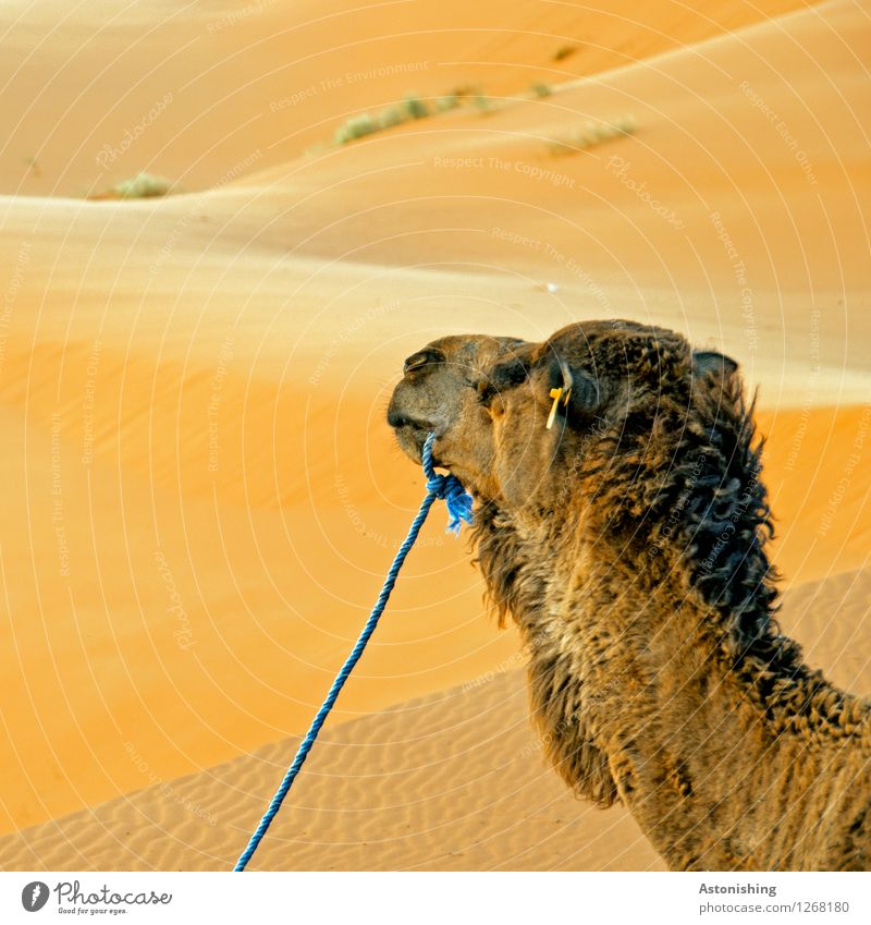 Kamelkopf Umwelt Natur Sand Wärme Dürre Gras Sträucher Hügel Wüste Erg Chebbi Merzouga Marokko Tier Nutztier Tiergesicht Fell 1 Blick warten weich blau braun