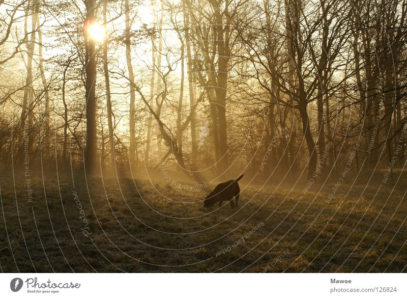 Morgenstund hat Gold im Mund - oder Blei im A..... Hund Labrador Wiese Schlagschatten Baum Gegenlicht Schwanz Angelrute Freude wedeln Silhouette Frieden