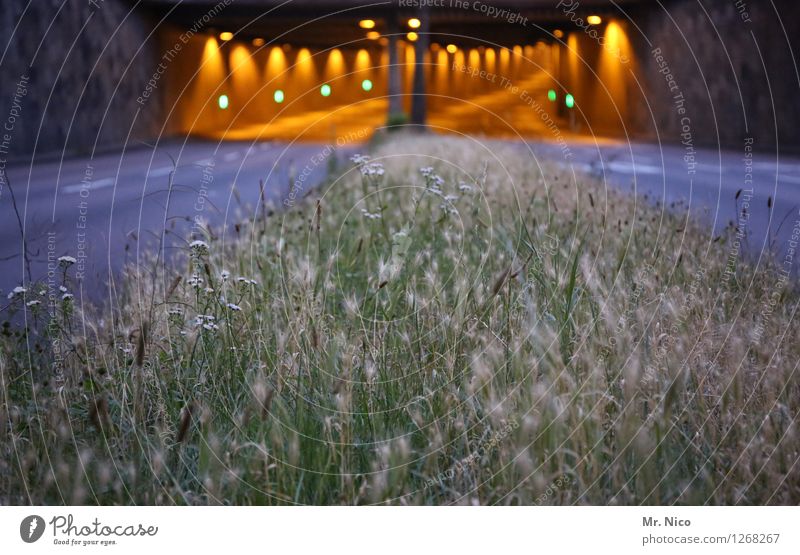 Nord-Süd-Fahrt Pflanze Stadt Tunnel Verkehr Verkehrswege Straßenverkehr trist Mittelstreifen Licht Beleuchtung Gras mehrspurig Stadtautobahn geradeaus