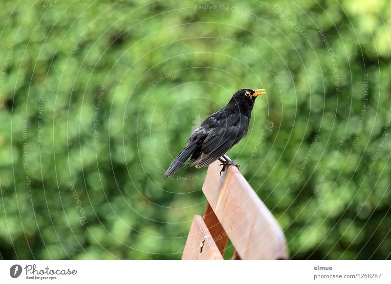 ne beschissene Situation Schönes Wetter Sträucher Garten Vogel Amsel Amselmännchen Vogelschiss Rest sitzen authentisch frech einzigartig schwarz Reinlichkeit