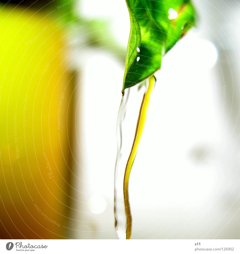 Fliessendes Gelb Bad Natur Pflanze Wasser Fluss hell nass gelb grün weiß fließen Beleuchtung s11 Sarah Kasper Nahaufnahme Makroaufnahme Licht