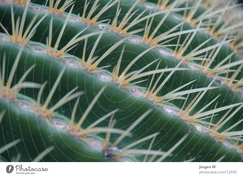 Schwiegermuttersitz Kaktus grün Nahaufnahme Wüste Stachel goldkugelkaktus Spitze cactus incite