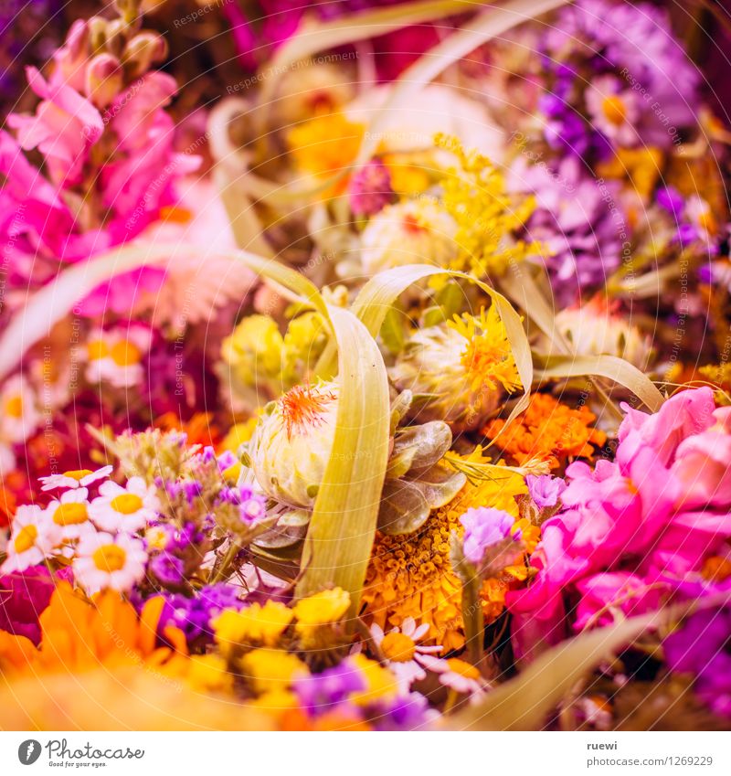 Flower Power Wohnung Feste & Feiern Valentinstag Muttertag Hochzeit Geburtstag Natur Frühling Sommer Pflanze Blume Blumenstrauß Duft natürlich mehrfarbig gelb