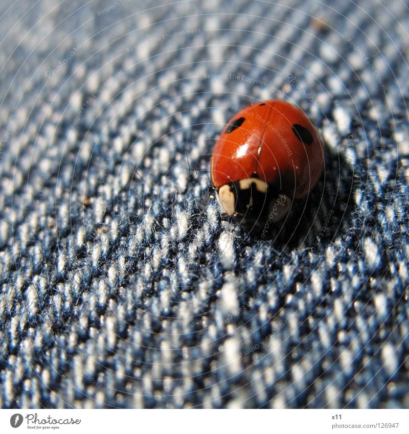 Marienkäfer II Glück Beine Natur Tier Bekleidung Hose Stoff Käfer blau rot weiß Wunsch Insekt Lebewesen Glückwünsche gepunktet Jeansstoff Textilien s11