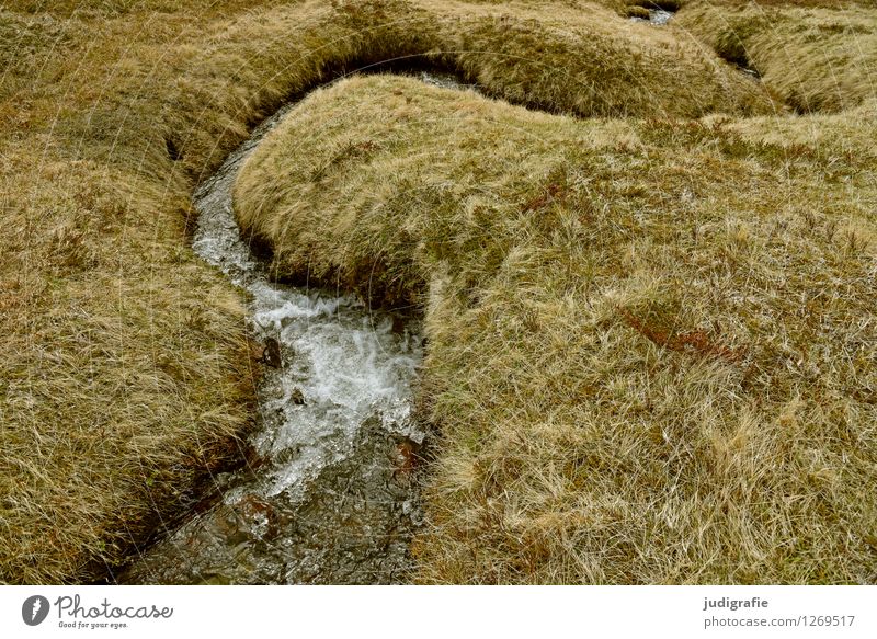 Island Umwelt Natur Landschaft Pflanze Wasser Gras Bach nass natürlich wild weich Idylle Wandel & Veränderung Wege & Pfade Farbfoto Gedeckte Farben