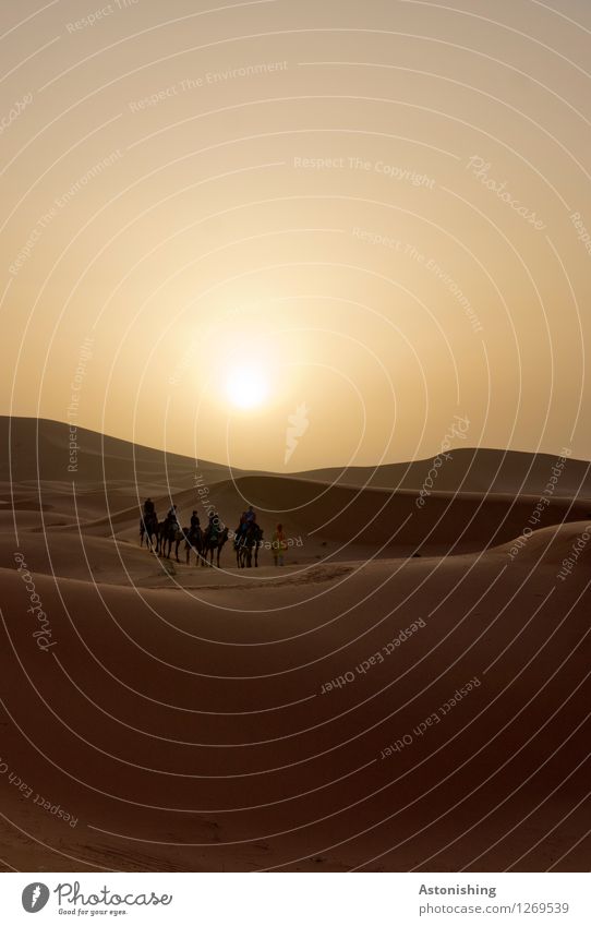 #700 - und ab in die Wüste Mensch Körper Menschengruppe Umwelt Natur Landschaft Sand Himmel Wolkenloser Himmel Sonne Sonnenaufgang Sonnenuntergang Sonnenlicht
