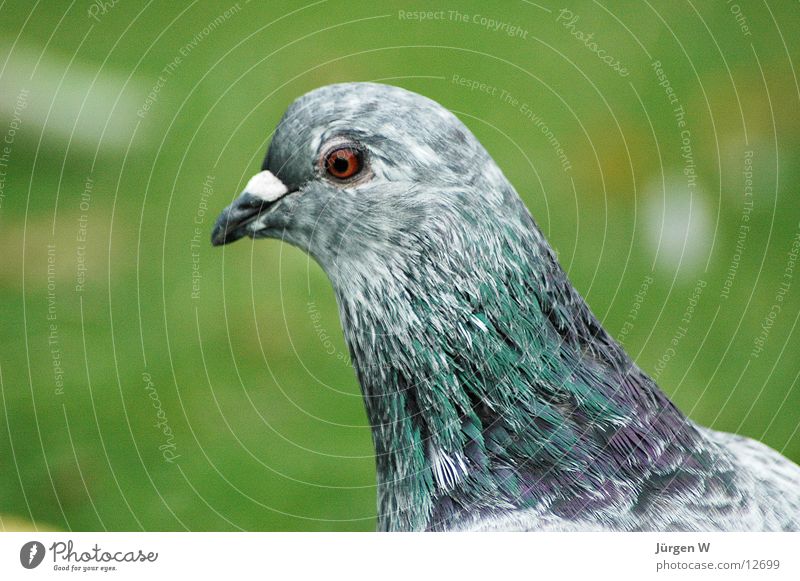 Taubenblick Vogel Schnabel Park Gras grün grau Feder Blick Auge pigeon bird feather grass gey eye