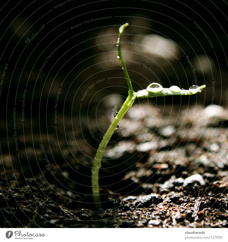 Morgendusche keimen Pflanze Jungpflanze Aussaat Biologie Wachstum Reifezeit Paprika Geburt klein zierlich zerbrechlich zart grün Wassertropfen Keim sähen