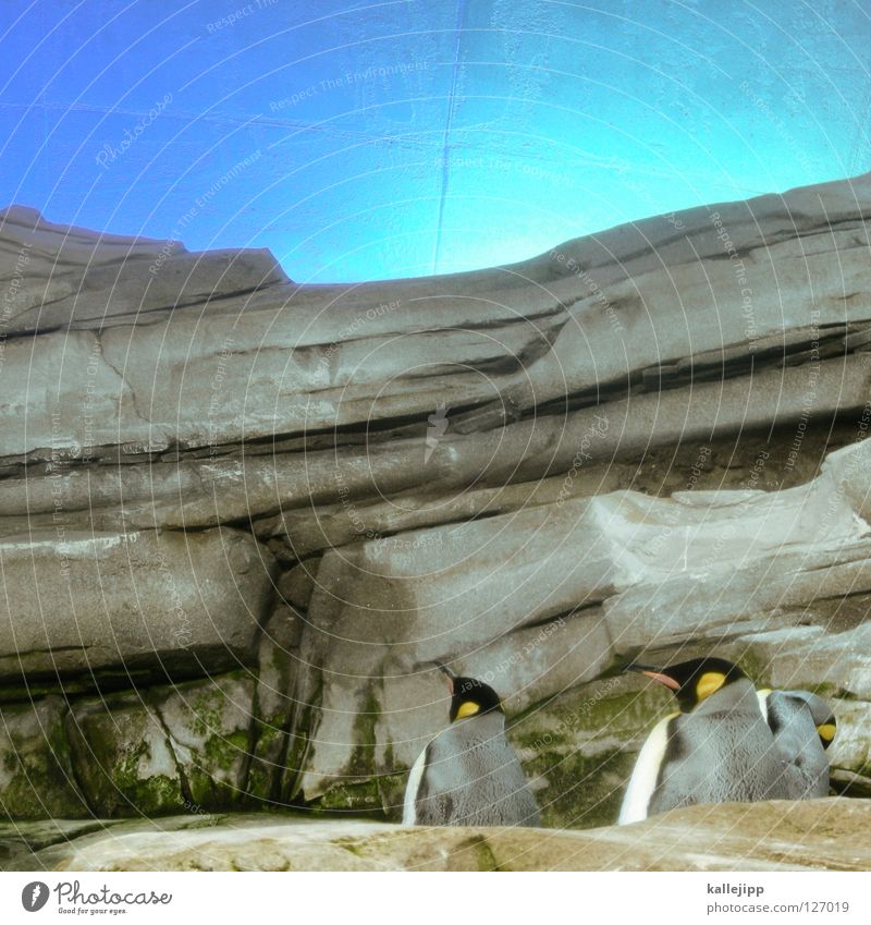 betrug Pinguin Kaiserpinguine Vogel Tier Gehege Käfig falsch Meer Meeresfrüchte Küste tauchen watscheln Nordpol Südpol Heimat fremd lügen 3 Schnabel mehrere