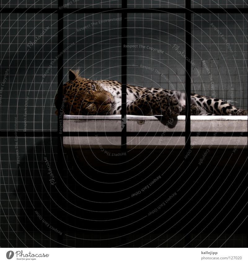 ausgelebt Zoo Käfig gefangen Lebewesen Qual Landraubtier Raubkatze Katze Leopard Fleischfresser Muster Gitter Säugetier schlafen Fliesen u. Kacheln liegen