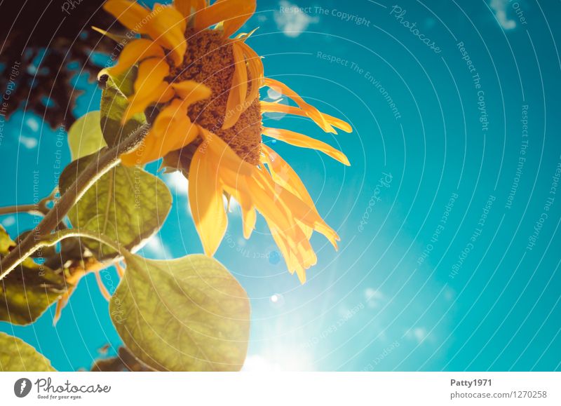 Sonnenblume Pflanze Himmel Sommer Blühend leuchten frisch blau gelb türkis Fröhlichkeit Lebensfreude Leichtigkeit Natur Farbfoto Außenaufnahme