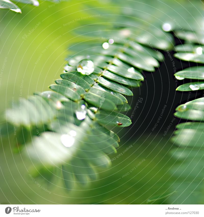 Tau Bioprodukte elegant Freude schön Leiter Umwelt Natur Pflanze Wassertropfen Regen glänzend träumen Wachstum dunkel frisch modern nass weich grün Gefühle
