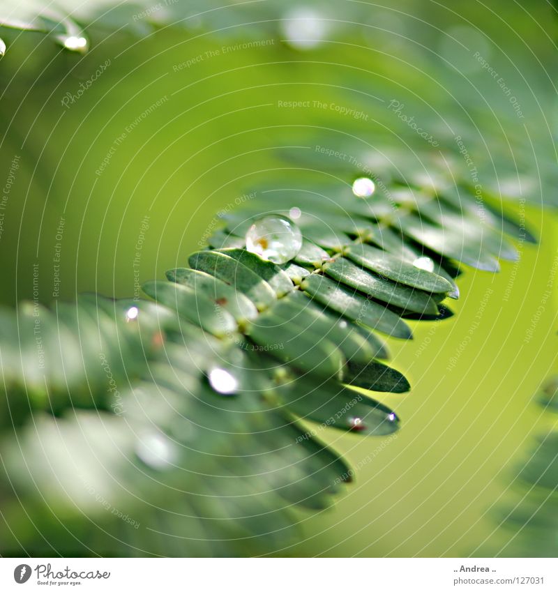 Tau III Bioprodukte elegant Freude schön Leiter Umwelt Natur Pflanze Wassertropfen Regen glänzend träumen Wachstum dunkel frisch modern nass weich grün Gefühle