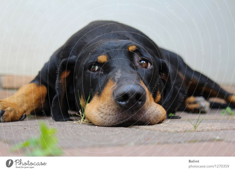 Müder Hund Auge Boden gekühlt Nase schwarz Pause Tierporträt
