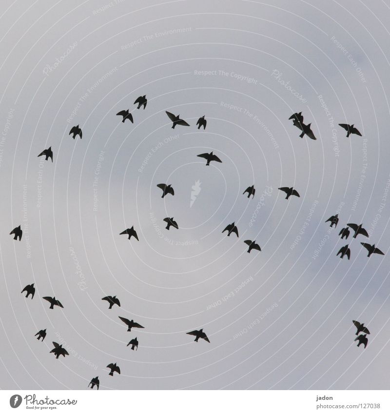 36 Vogel Vogelschwarm Ferne fliegen Silhouette Brandenburg Himmel Luftverkehr vogelflug Ordnung aufgeflogen Ausflug Schwarm Flügel Profil