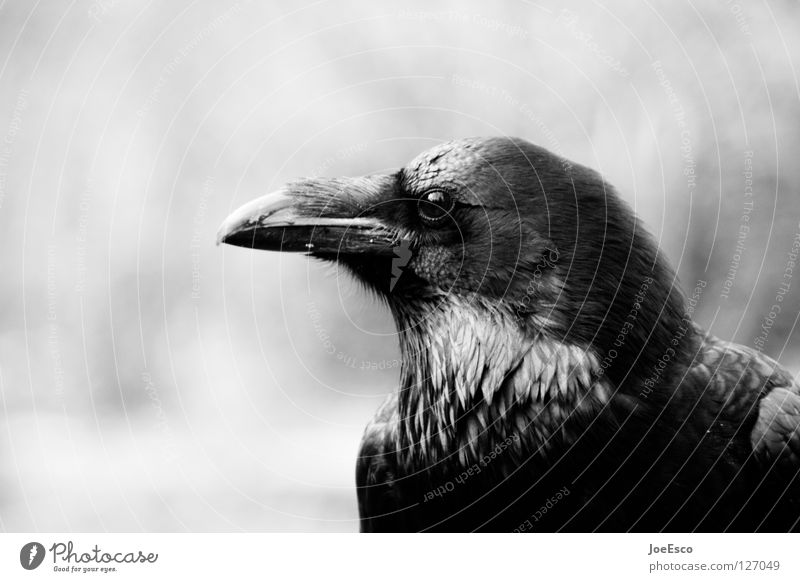 the crow schön Zoo Natur Tier Wildtier Vogel 1 fliegen glänzend ästhetisch außergewöhnlich stark schwarz weiß Rabenvögel Krähe Kolkrabe Tiefenschärfe Feder