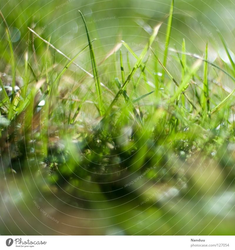 Vorfreude Sommer Wiese frisch grün Wachstum Reifezeit faulenzen Gras Halm Gezwitscher Physik Liegewiese Froschperspektive sprießen Frühling Freude Draußensein