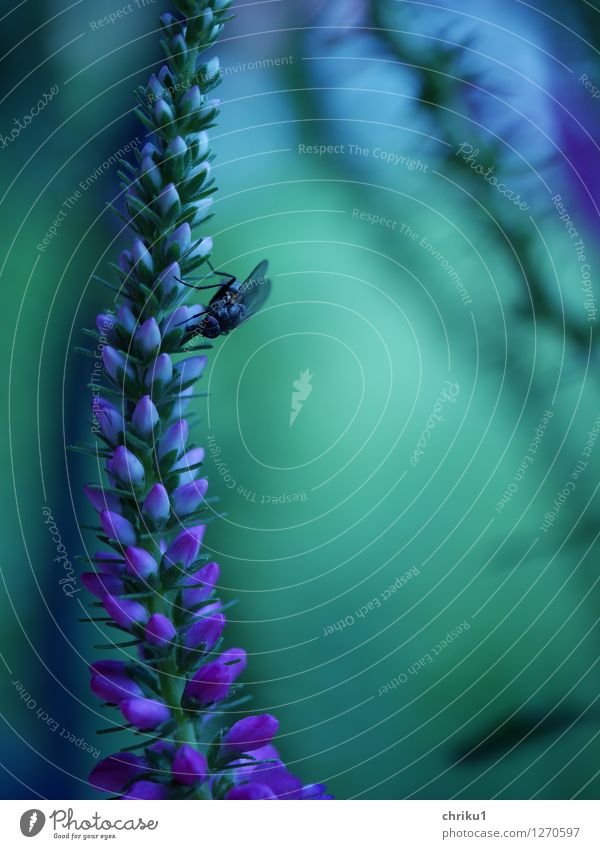 Fliegen(r)ast Natur Tier Pflanze Sträucher Blüte Garten Flügel 1 blau grün violett Farbfoto Makroaufnahme Dämmerung Schwache Tiefenschärfe