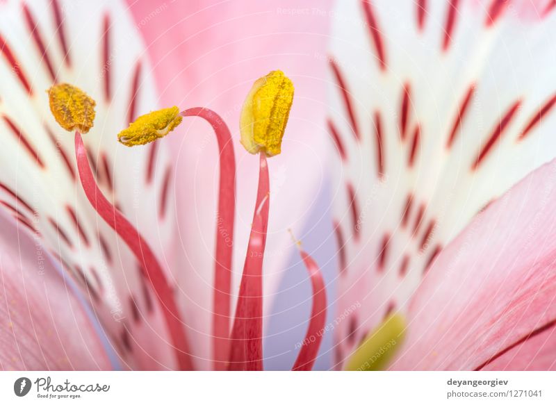 Makro Schuss Blume schön Sommer Garten Natur Pflanze Blüte frisch natürlich gelb rosa rot weiß Farbe schließen nach oben Hintergrund Beautyfotografie Lilien