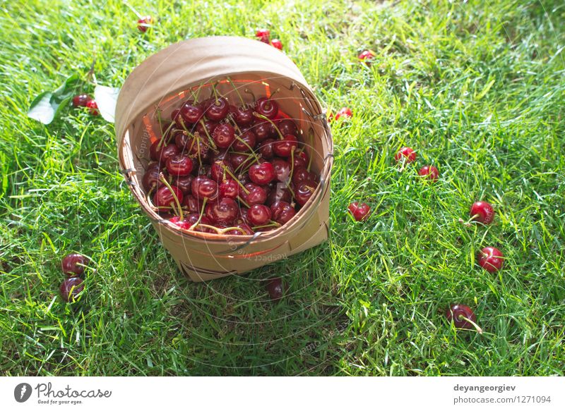 Morello Kirschen im Korb auf der grünen Wiese Frucht schön Sommer Garten Gartenarbeit Natur Baum Gras Blatt frisch natürlich saftig rot süß Gesundheit