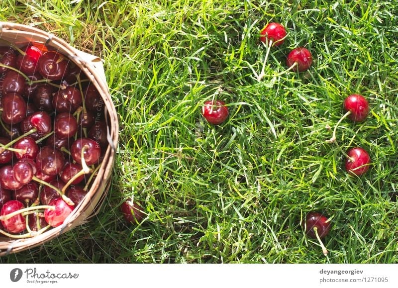 Morello Kirschen im Korb auf der grünen Wiese Frucht schön Sommer Garten Gartenarbeit Natur Gras Blatt frisch natürlich saftig rot süß Gesundheit Lebensmittel