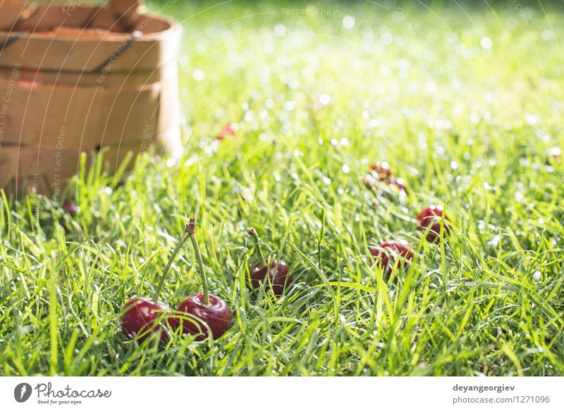 Morello Kirschen im Korb auf der grünen Wiese Frucht schön Sommer Garten Gartenarbeit Natur Gras Blatt frisch natürlich saftig rot süß Gesundheit Lebensmittel
