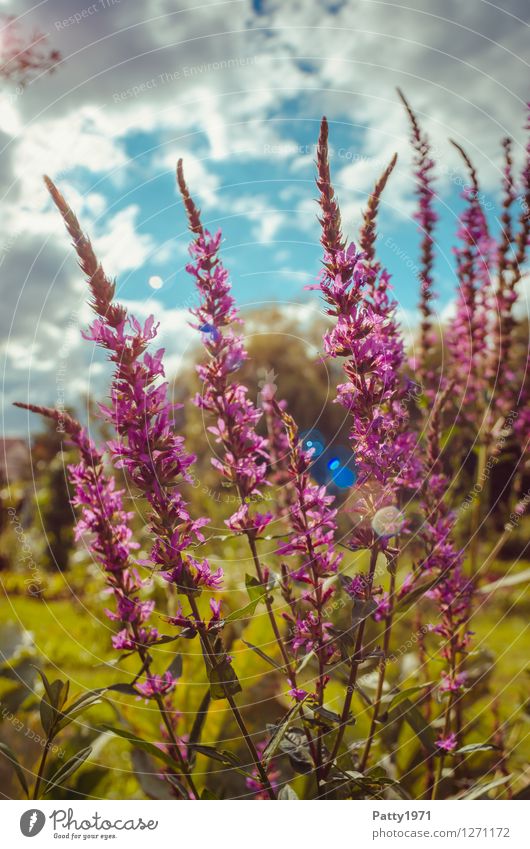 Sommer Natur Landschaft Pflanze Himmel Wolken Schönes Wetter Blume Wildpflanze Garten Wiese Blühend violett Idylle Farbfoto Außenaufnahme Tag