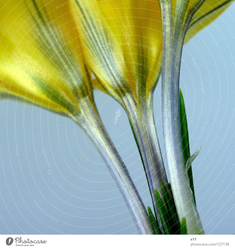 KroKus Krokusse Blume Blüte Pflanze Blütenblatt Kraft Frühling gelb Ordnung Streifen gestreift grün unten 3 Makroaufnahme Nahaufnahme Crocus Natur orange