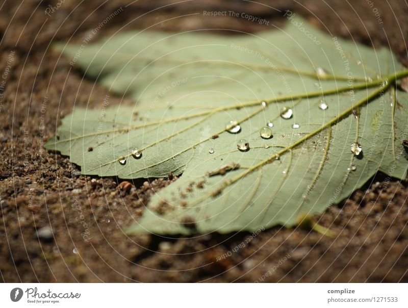 Perlen Körperpflege Gesundheit Allergie Pflanze Blatt Grünpflanze grün Idylle Tau Wasser Regen Tropfen Natur natürlich Wald Waldboden Farbfoto Außenaufnahme
